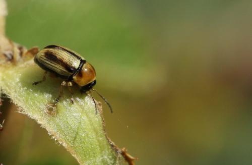 Cryptocephalus sp.